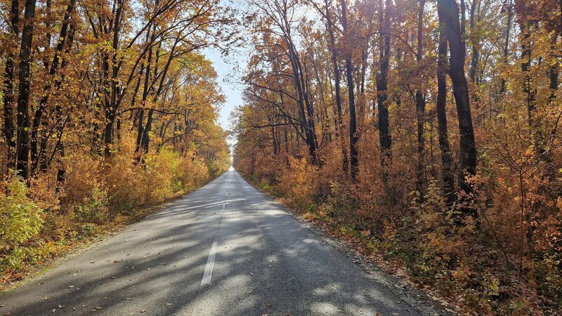 Comana, Padurea Parcul Natural Comana, Vlad Tepes, Giurgiu,
