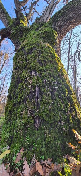 Comana, Padurea Parcul Natural Comana, Vlad Tepes, Giurgiu,