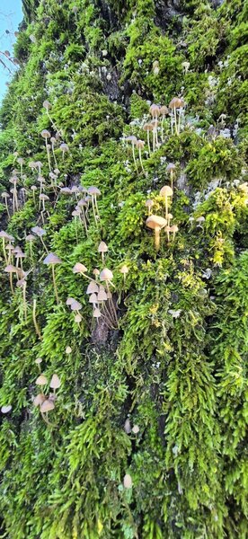 Comana, Padurea Parcul Natural Comana, Vlad Tepes, Giurgiu,