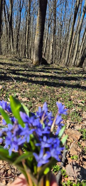 Comana, Padurea Parcul Natural Comana, Vlad Tepes, Giurgiu,